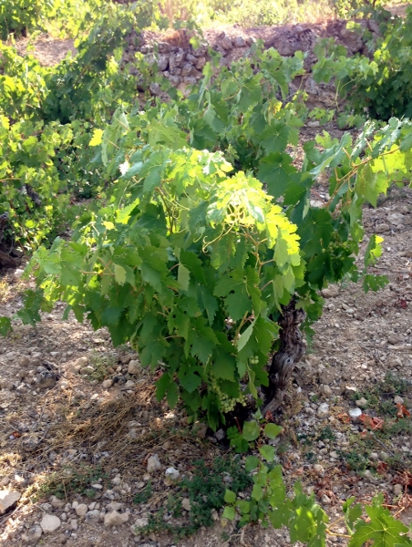 Jerôme_Bougnaud_viña_Galia